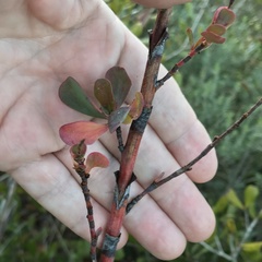 Polygonella macrophylla