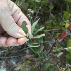 Polygonella macrophylla