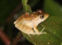 Craugastor aurilegulus