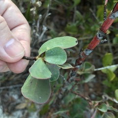 Polygonella macrophylla