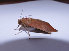 Achaea praestans