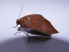 Achaea praestans