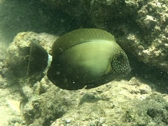 Acanthurus maculiceps