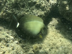 Acanthurus maculiceps