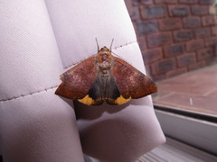 Achaea praestans