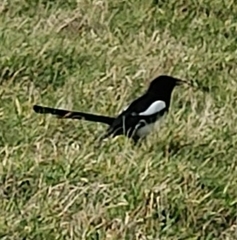 Pica pica