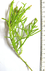 Hagnothesium