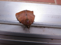 Achaea praestans