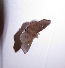 Gracilodes nysa