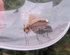 Gracilodes nysa