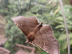 Gracilodes nysa