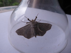 Gracilodes nysa
