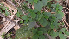 Boehmeria pilosiuscula