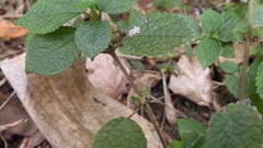 Boehmeria pilosiuscula