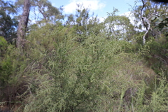 Cassinia arcuata