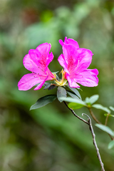 Rhododendron pulchrum phoeniceum