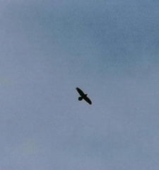 Corvus corax kamtschaticus