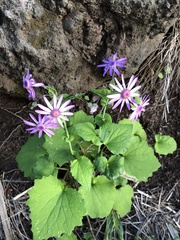 Pericallis tussilaginis image