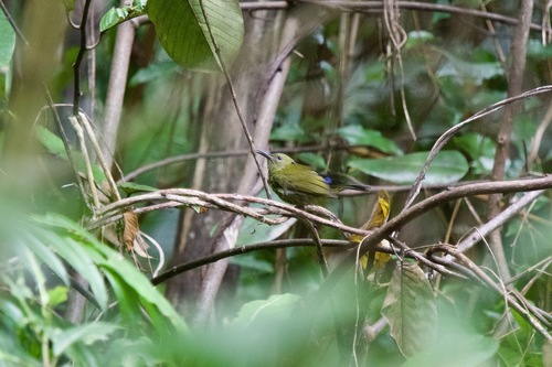 Purple-naped Spiderhunter (Kurochkinegramma hypogrammicum), photo 8