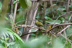 Kurochkinegramma hypogrammicum