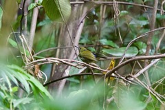 Kurochkinegramma hypogrammicum