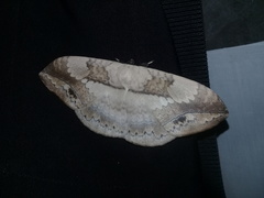 Sphingognatha asclepiades