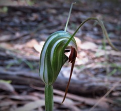 Pterostylis decurva