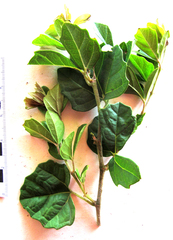 Allophylus decipiens