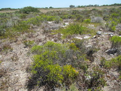 Pteronia diosmifolia