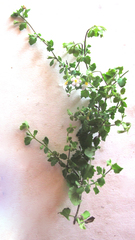 Chaenostoma cordatum