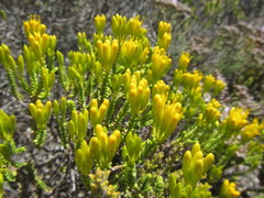 Pteronia diosmifolia
