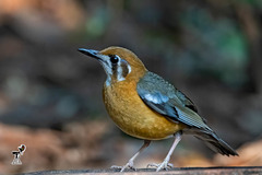 Geokichla citrina cyanota