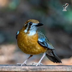 Geokichla citrina cyanota