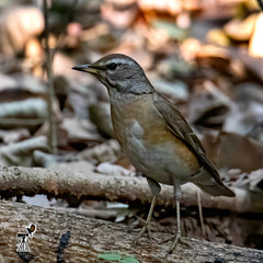 Turdus obscurus
