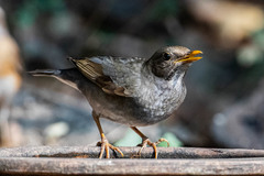 Turdus unicolor