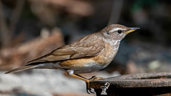 Turdus obscurus