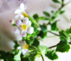 Chaenostoma cordatum