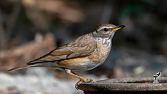 Turdus obscurus