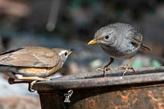 Turdus unicolor