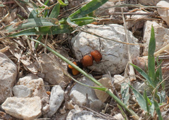 Pseudomethoca oceola