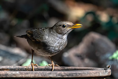 Turdus unicolor