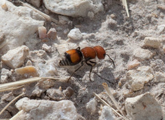 Pseudomethoca oceola
