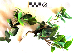 Chionanthus foveolatus