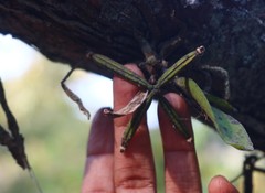 Smithsonia viridiflora