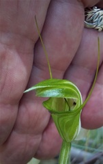 Pterostylis obtusa