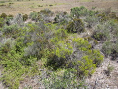 Pteronia diosmifolia