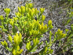 Pteronia diosmifolia