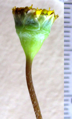 Cotula discolor