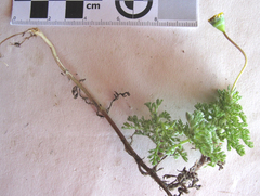 Cotula discolor