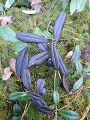 Mycosphaerella stemmatea